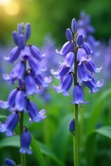 Close up of desert bluebell flowers in Wellesley, Massachusetts,  Phacelia campanularia,  nature