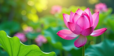 Fototapeta premium Closeup of vibrant blooming lotus flowers and pods against a bright background, flora, flowers