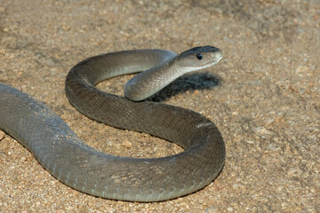 The highly feared black mamba (Dendroaspis polylepis), in a bushveld clearing in KwaZulu-Natal, South Africa
