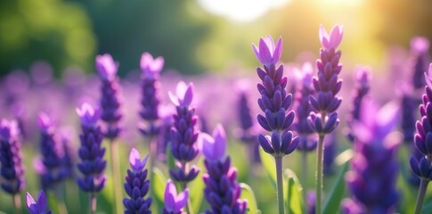 Naklejka premium Close up of vibrant purple lavender flowers in full bloom on a sunny day, field, close up