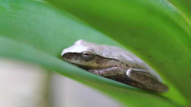 A little frog sleeps on the leaves of a tree
