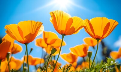 Obraz premium Mesmerizing California Poppies under Blue Sky – Vibrant Orange Flowers in Full Bloom Highlighting Natural Beauty of Springtime Landscape and Serene Wildflower Fields