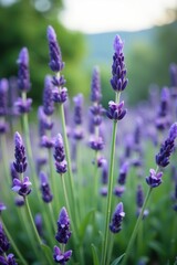 Close-up shot of perennial lavender plants in soft focus with blurred background,  soft focus,  botanical garden