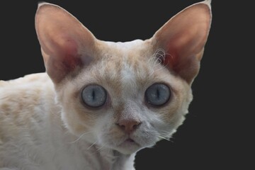 Kot rasy Devon Rex © Rafael