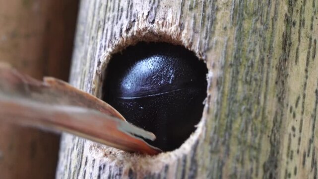 Xylocopa. Carpenter-bee. Rare footage of insects. A bee lives in bamboo.  This insect lives in the trunk of a bamboo. And it doesn't let strangers in. It closes the entrance with its body. Close-up.