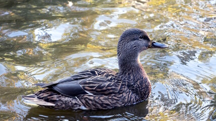 A close-up photograph of a Mallard duck (Anas platyrhynchos) swimming on the water, showcasing the intricate patterns of its feathers.