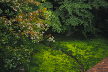 Traditional Japanese garden art