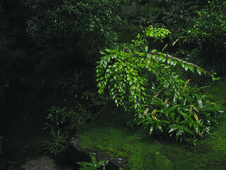 Obraz premium Traditional Japanese garden art