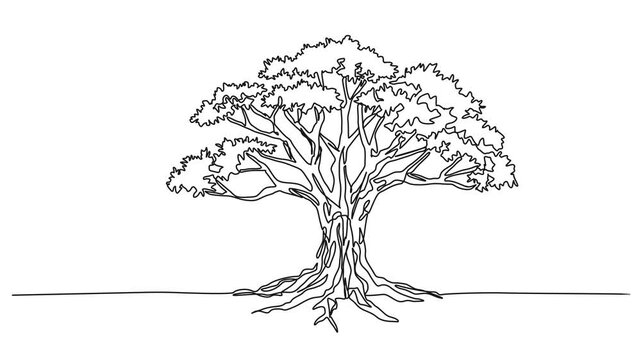 animated continuous single line drawing of old broad-leafed tree, line art animation