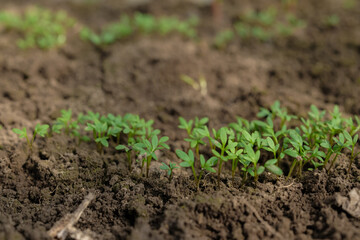 Watercress salad rows, soft sunlight in the greenhouse, care, watering, fertilizing, home growing, vegetable gardening concept, shallow depth of field, copy space. 