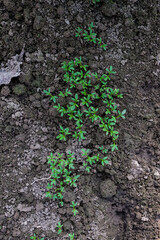 Sowing watercress salad in the greenhouse, care, watering, fertilizing, home growing, vegetable gardening concept. 