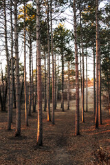 a forest of tall, spaced straight pine trees with the sun casting shadows on the forest floor background. a tranquil forest of tall pine trees near dusk nature landscape background. beauty in nature. 