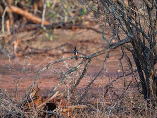 Haubenbartvogel - Crested Barbet im Busch vom Krüger National Park - Kruger Nationalpark Südafrika