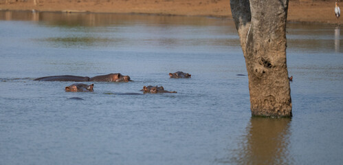 Flusspferd genannt Nilpferd - Hippo, im Krüger National Park - Kruger Nationalpark Südafrika