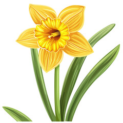 Fototapeta premium yellow daffodil flower