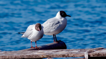 seagull on the pier