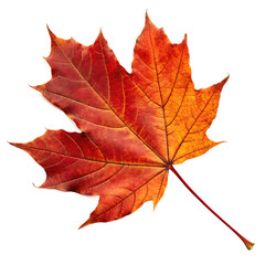 Fototapeta premium Maple leaf isolated on white background png