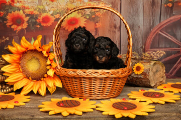 Twin Toy Poodle Puppies Nestled in Autumn Basket Scene
