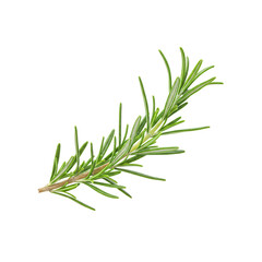 Fototapeta premium Rosemary sprig isolated on transparent background