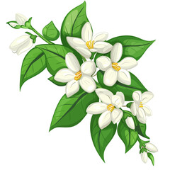 Naklejka premium Jasmine flowers isolated 
