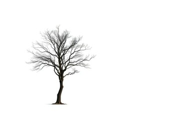 A lone tree stands stark against a pure white backdrop, horizontal, leaf