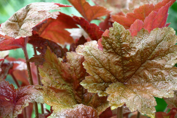 Spring rainy morning. Heuchera of a grade Southern Comfort.Wet large leaves of different tones.
