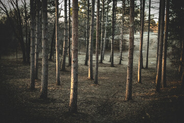 a tranquil forest of tall pine trees near dusk nature landscape background. beauty in nature. balanced spacing of trees pattern sustainable forestry design element.