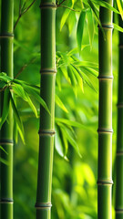 Obraz premium Minimalist bamboo foliage creating a calming and serene botanical wallpaper.