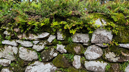 Stone wall adorned with lush green moss and ferns, nature's tranquil retreat, eco-friendly scenery