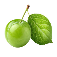 greengage with leaf