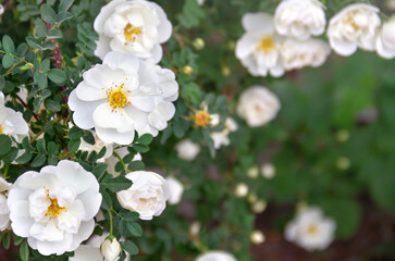Flowers white roses in blooming garden in sunlight in spring time