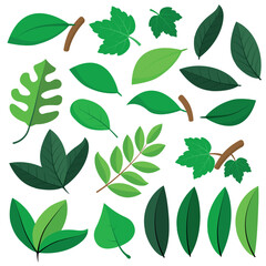 Set of More Than 20 Decorative Leaf Illustrations in Flat Design. Different Types of Leaves - Loose, Joint and with Branch in Green Tones. Perfect for Nature Themes