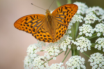 Orange butterfly on white flowers. A detailed macro shot capturing the beauty of nature and pollinators in summer.