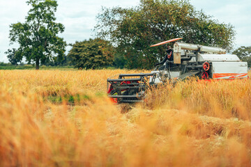 Fototapeta premium Combine harvesting rice with cutting it in a golden field during early morning light in rural farmland. Machine working and rice growth.
