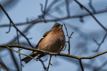 Male eurasian chaffinch, common chaffinch, or simply the chaffinch (Fringilla coelebs) sitting on a tree branch.	