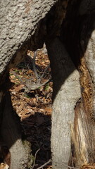 A tree in a virgin forest
