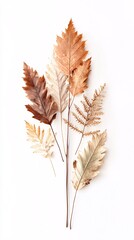 Beautifully Pressed Leaves Showcasing Autumn's Rich Earthy Palette