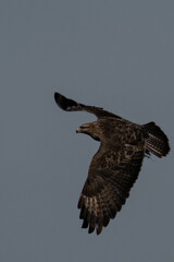 Common buzzard (Buteo buteo) in flight.