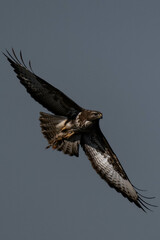 Common buzzard (Buteo buteo) in flight.