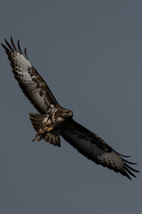 Common buzzard (Buteo buteo) in flight.