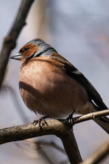 Male eurasian chaffinch, common chaffinch, or simply the chaffinch (Fringilla coelebs) sitting on a tree branch.	