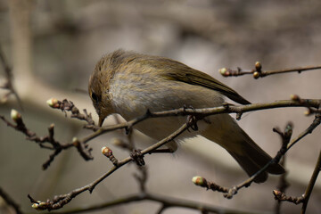 Common chiffchaff sitting on a tree branch.