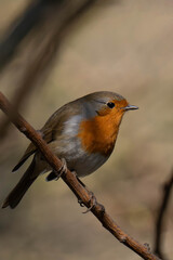 European robin (Erithacus rubecula) on a tree branch.	