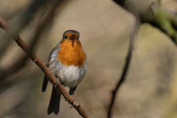Fototapeta premium European robin (Erithacus rubecula) on a tree branch. 