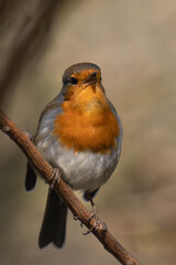 European robin (Erithacus rubecula) on a tree branch.	