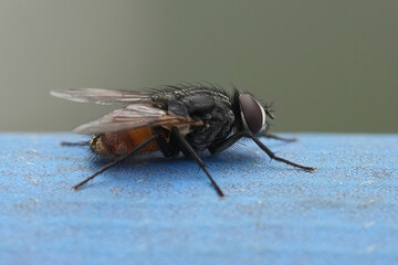 Detailed closeup on a autumn housefly, Musca autumnalis