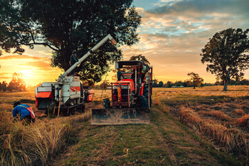 tractor and truck, one with a harvester attachment, work together during sunset in a rice field,...