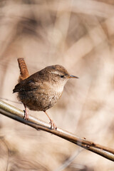 Eurasian wren (Troglodytes troglodytes) or northern wren.