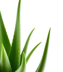 Fototapeta premium A lush aloe vera plant, leaves intact, isolated on pure white background, herbal, green, growth