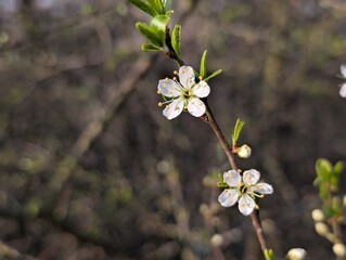 Blossom of Blackthorn (Prunus spinosa)